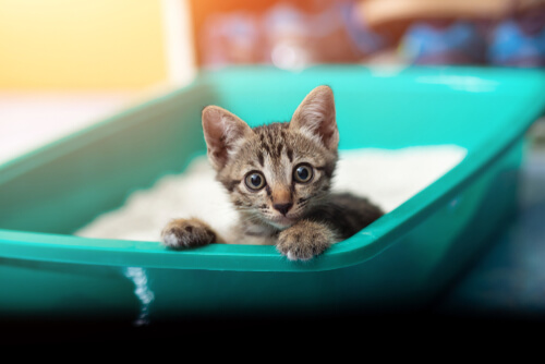 Disentería en gatos: causas y síntomas