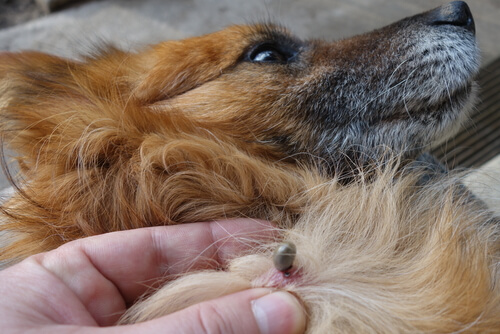 Aspirar Comienzo Cerco Giardia en perros: causas y síntomas - Mis Animales