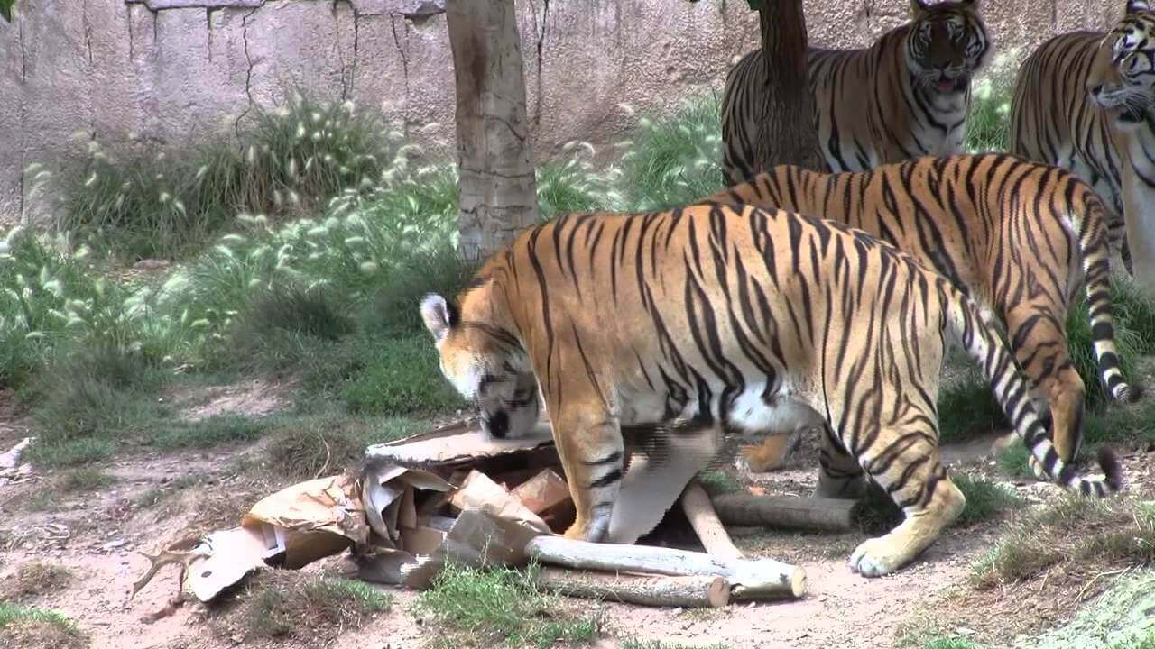 Enriquecimiento ambiental en grandes felinos a través de los sentidos