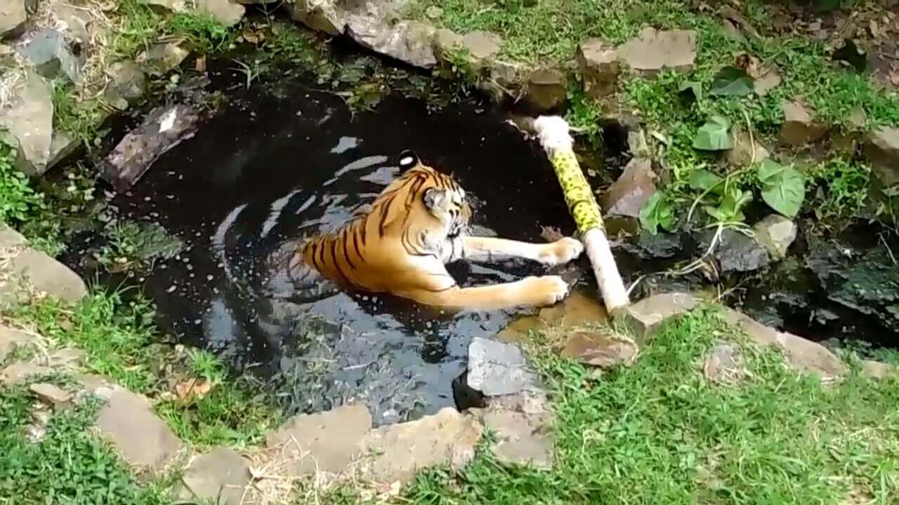 Enriquecimiento ambiental en grandes felinos de tipo físico