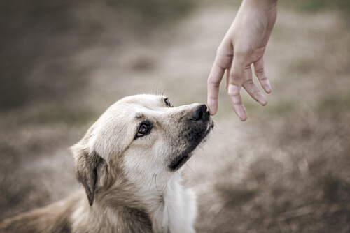 Hay estudios científicos sobre la conexión entre perros y humanos