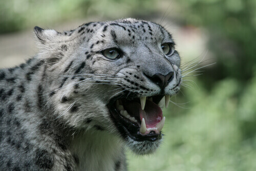 Fauces del leopardo de las nieves
