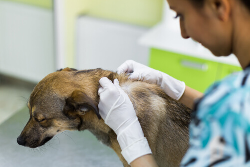 Fibromas pendulares en perros: causas y tratamientos