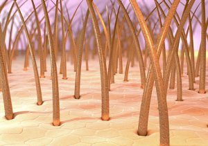 Foliculitis canina: diagnóstico y tratamiento