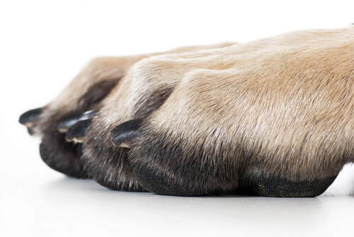 6 problemas que podrían afectar las garras de tu perro