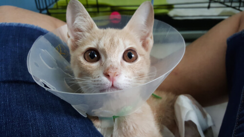 Gato con collarín