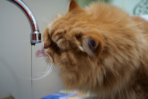 Cómo saber si tu gato está deshidratado