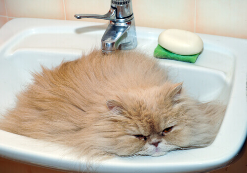 Gato duerme en el lavabo