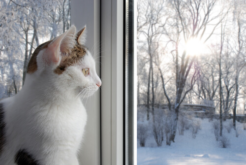 Gato mirando por la ventana