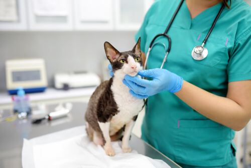 Gato en el veterinario