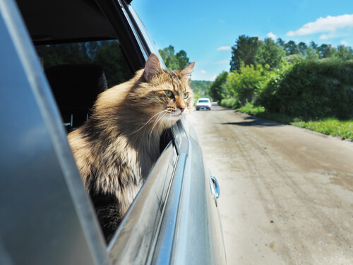 Gato viajando en coche asoma la cabeza