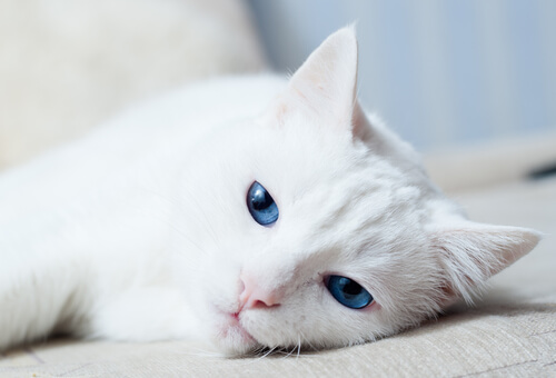 ¿Por qué algunos gatos blancos son sordos?