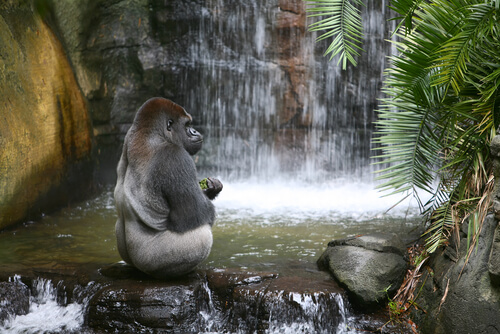Gorila comiendo bajo la cascada