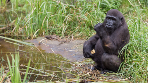 ¿Por qué los gorilas lavan la fruta?