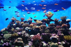 Las características especiales de los peces planos