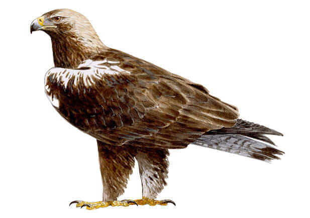 Ilustración del águila imperial ibérica