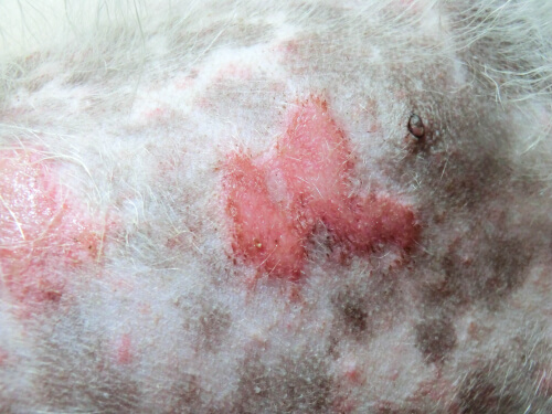 Infección en la piel de un perro