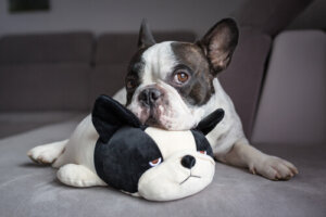Infertilidad en perros: diagnóstico y tratamiento