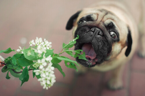 Intoxicación canina por plantas