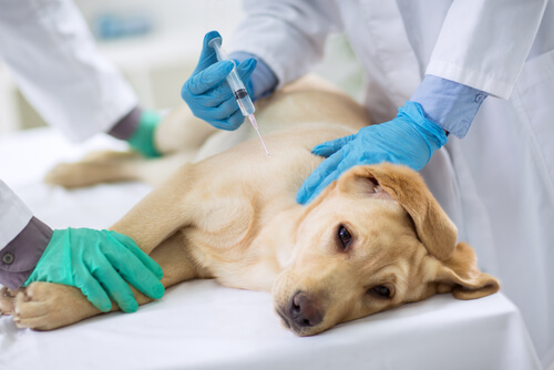 Inyección para dirofilariosis canina