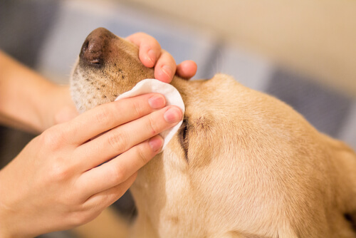 Limpiando los ojos del perro