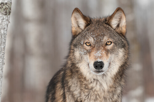El lobo forma parte del origen del perro