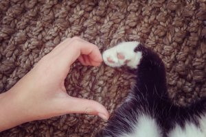 5 maneras de hacer que tu gato te ame