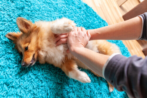 Masaje cardíaco a un perro