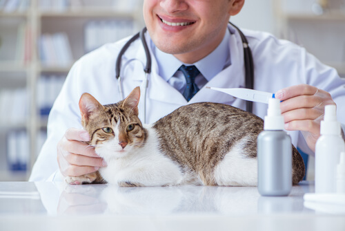Midiendo la temperatura del gato en el veterinario