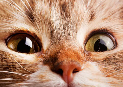 ¿Qué ocasiona la respiración acelerada en gatos?