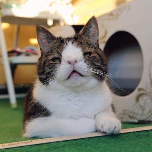 Monty, un gato que parece tener síndrome de Down
