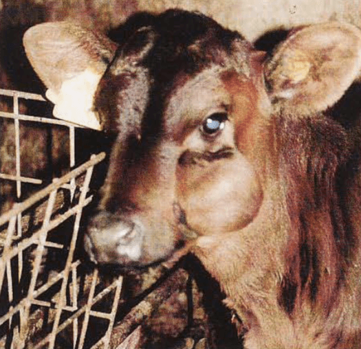 Konjenital kusurlar, mukosel