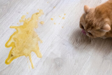 Náuseas en gatos: causas y tratamientos