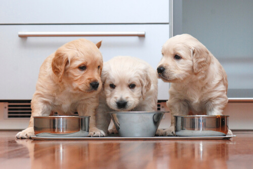 Some puppies feeding.