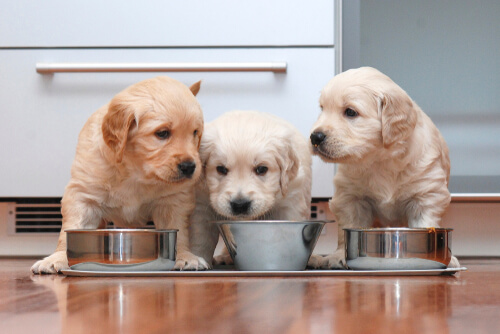 Una buena nutrición puede beneficiar enormemente a tus mascotas.