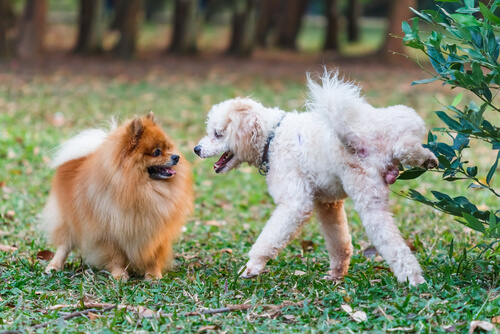 No solo en los árboles: a veces los perros orinan en las personas