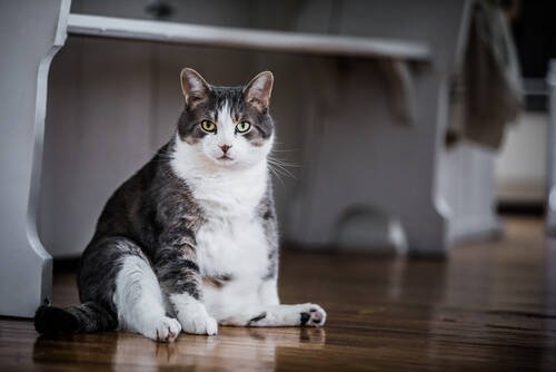 como saber si mi gato esta en su peso ideal como saber si mi gato esta en su peso ideal
