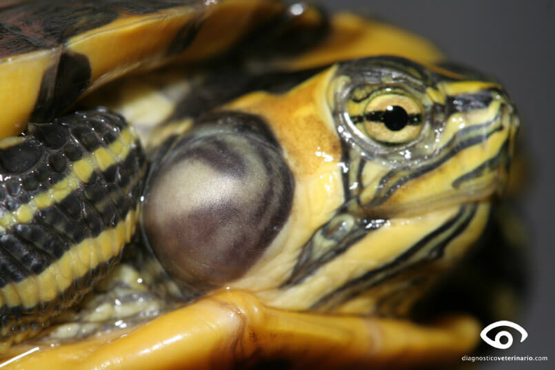 Otitis en tortugas.
