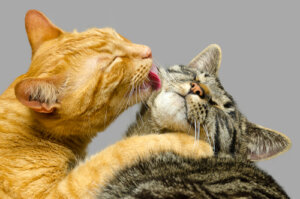 ¿Sabías que los gatos se lavan en un orden específico?