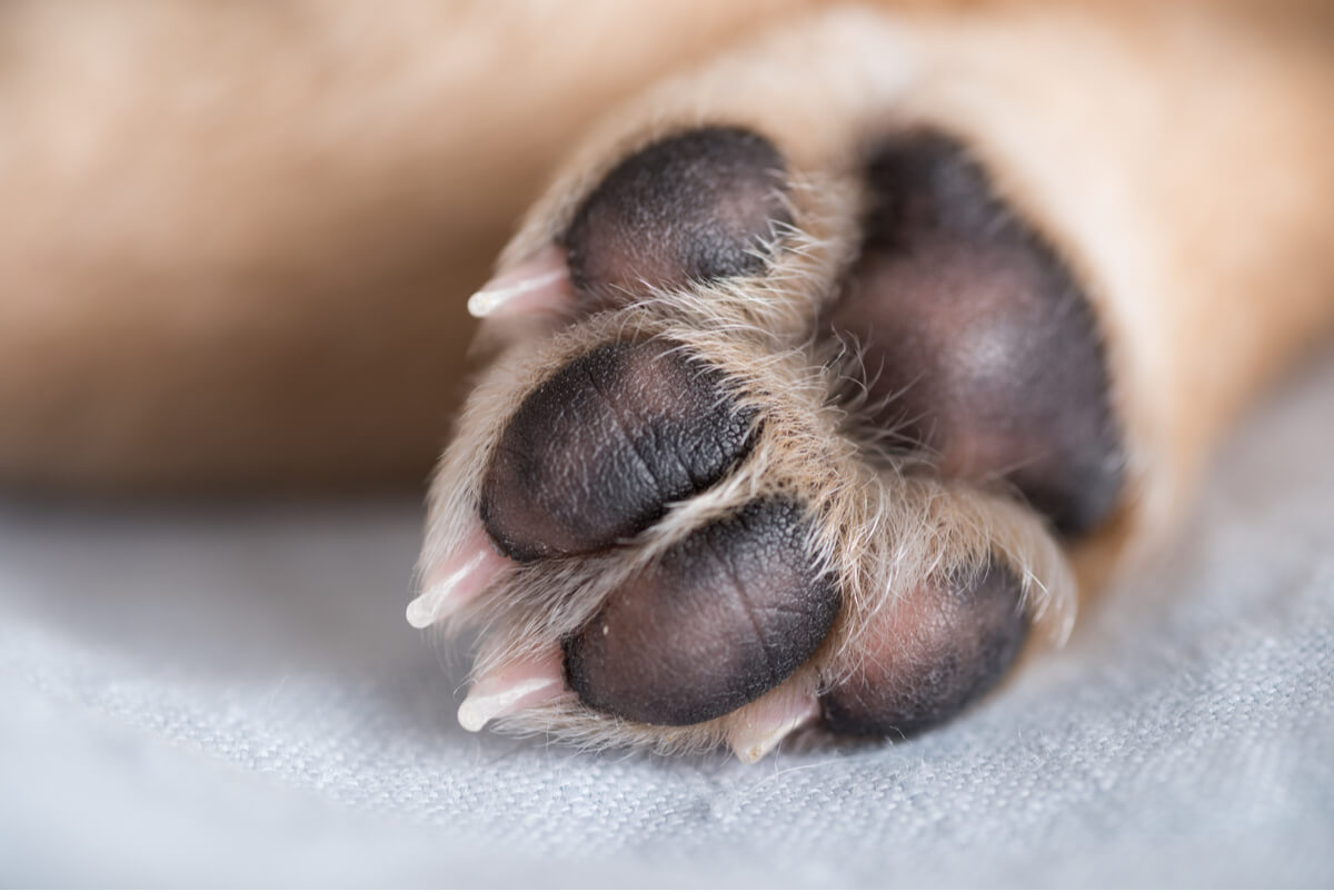 La pata de un cachorro.
