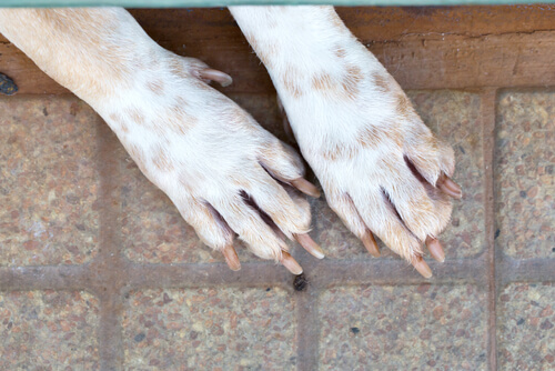 El tamaño de las patas del cachorrito no puede ser el único determinante de su talla.