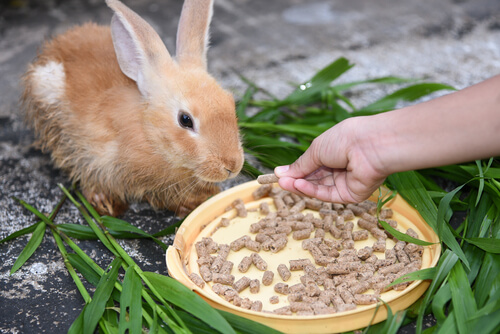 Pellets para conejos