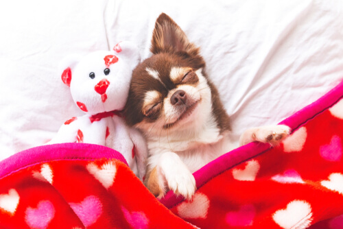 Perro acostado con peluche