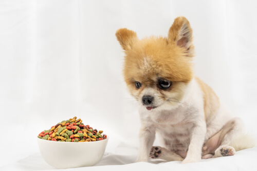 Perro con anorexia no come