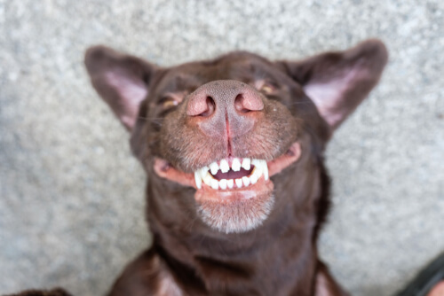 El cuidado dental en perros mayores es esencial.