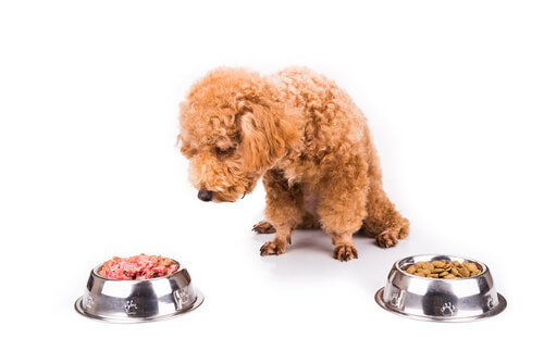 ¿Los perros se cansan de comer lo mismo todos los días?