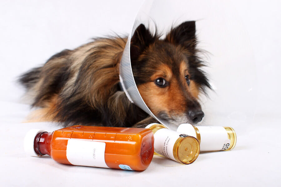 Perro con collarín y medicamentos veterinarios