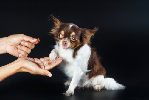 Perro come de la mano