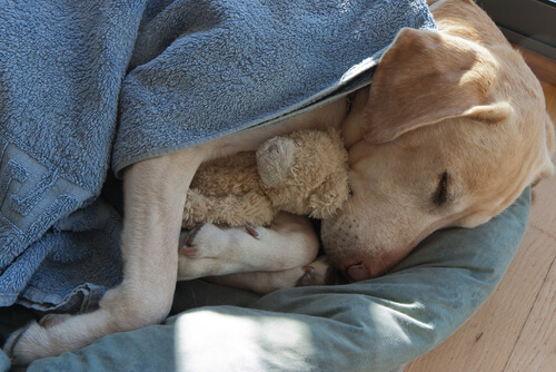 Perro duerme con peluche