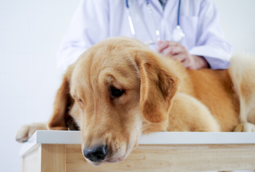 Perro enfermo en el veterinario